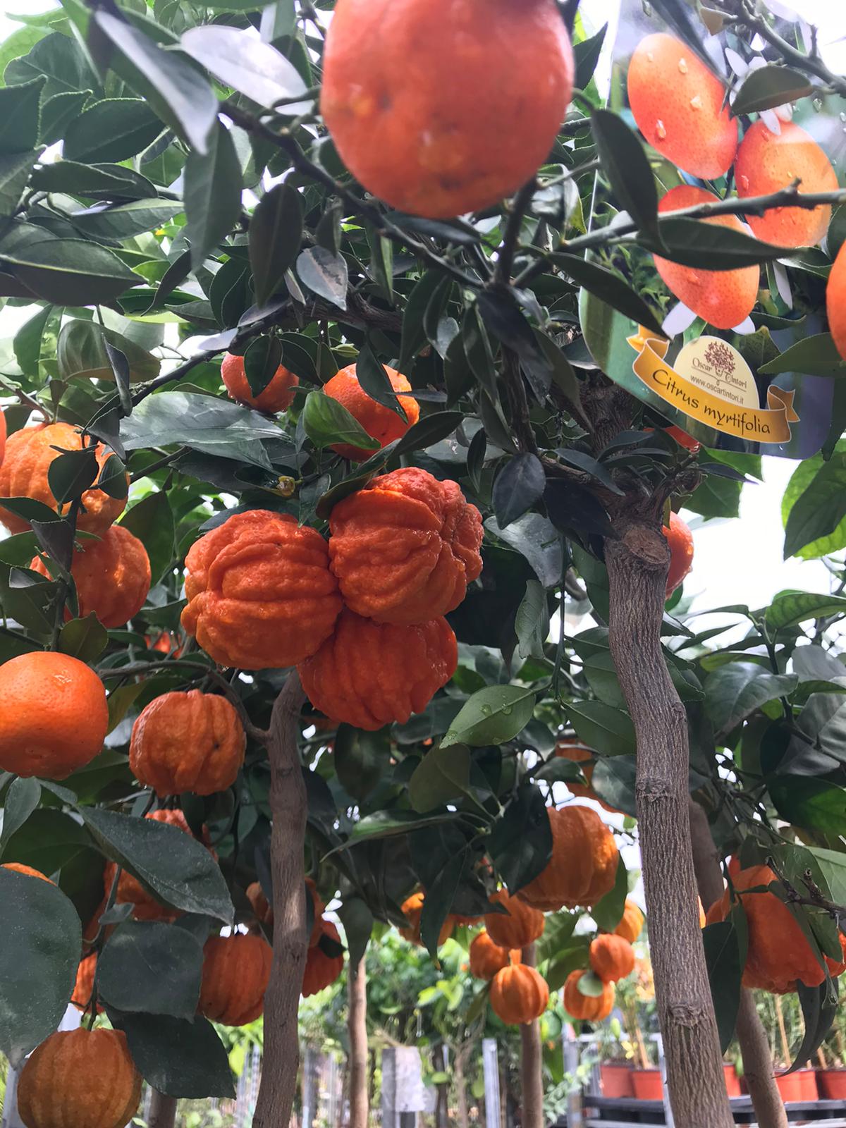 Nel nostro vivaio abbiamo clementini, kumquat, limoni, limone caviale, pompelmi, aranci, cedri e mandarini