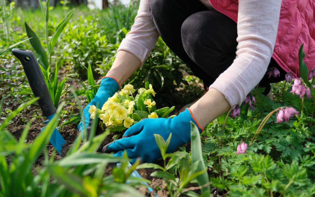 Garden Therapy