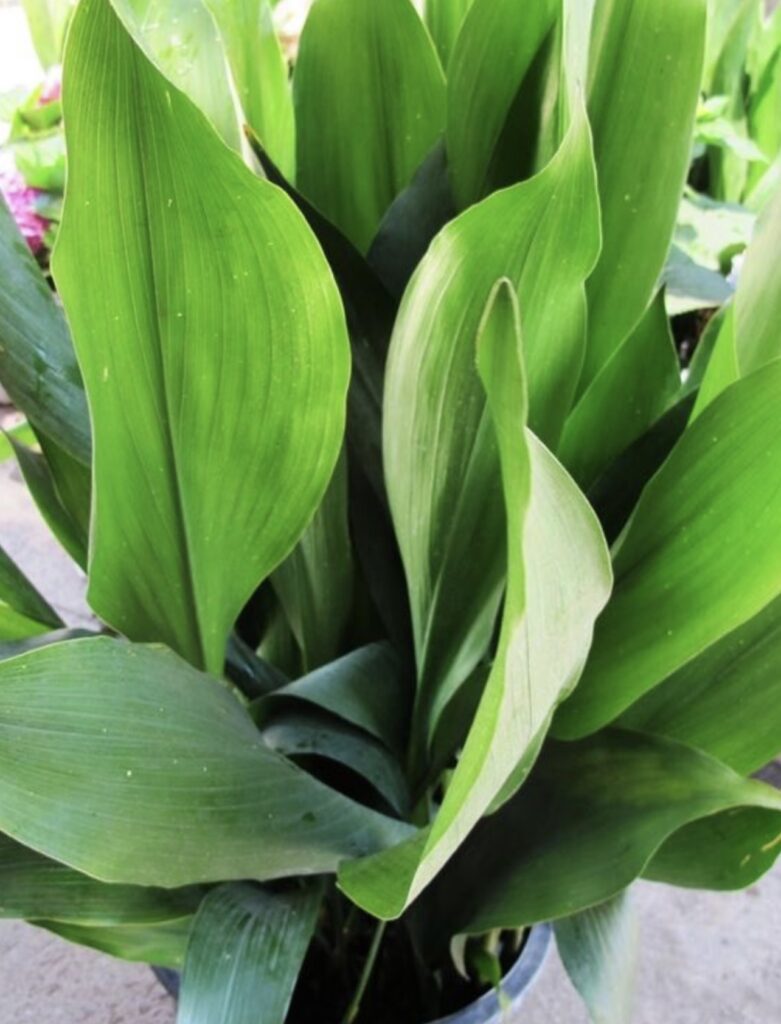 aspidistra pianta da appartamento