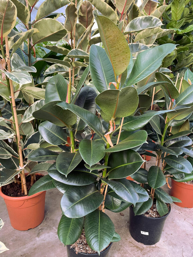 ficus elastica pianta da appartamento