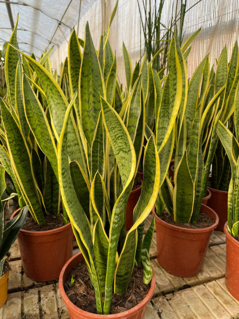 sansevieria pianta da appartamento