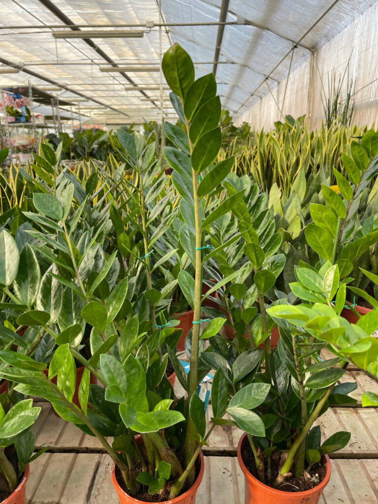 zamioculcas pianta da appartamento