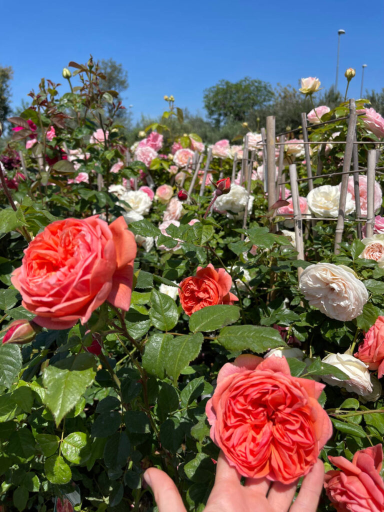 fioritura di maggio rose in vivaio