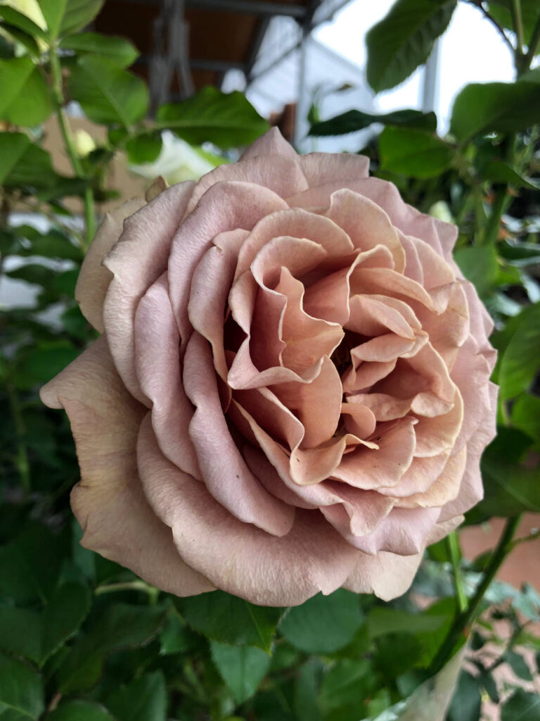 Rosa mokarosa di rose barni