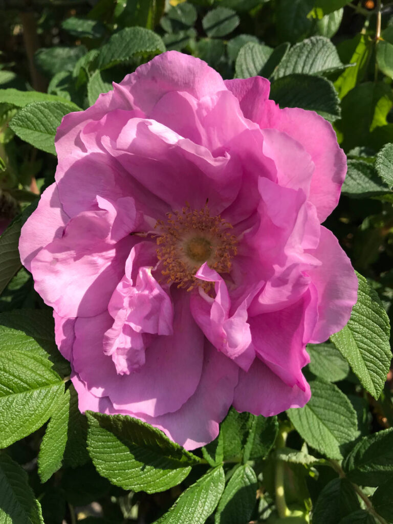 Rosa rugosa