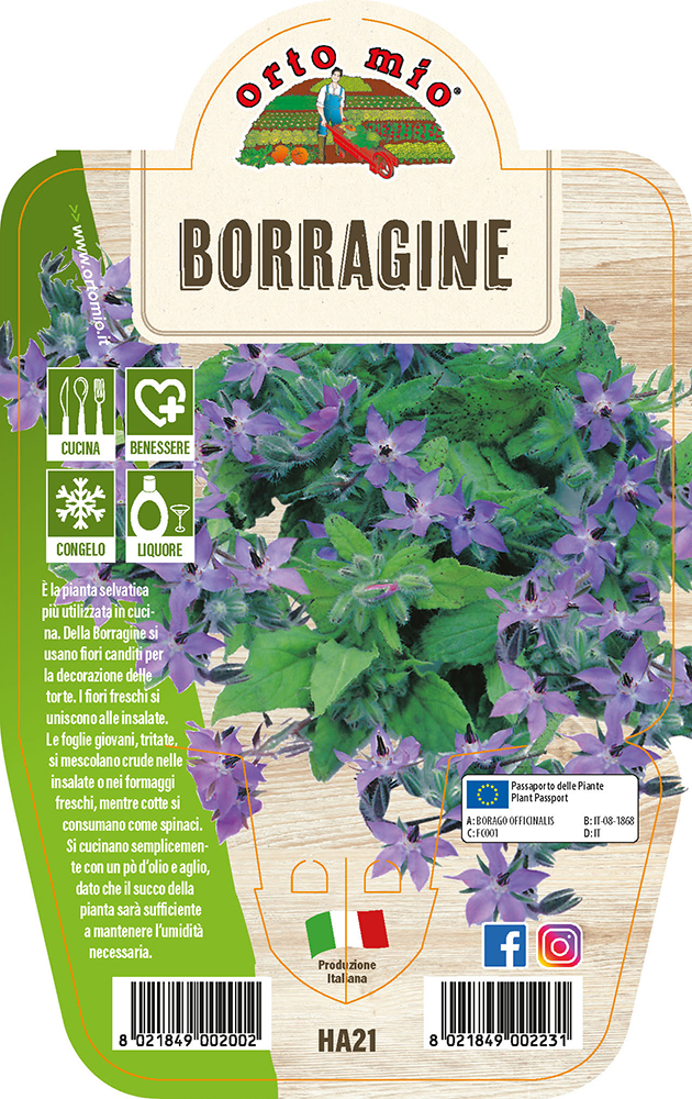 Borragine