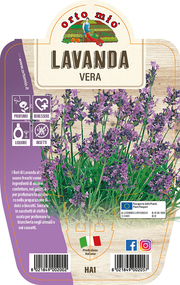 Lavanda