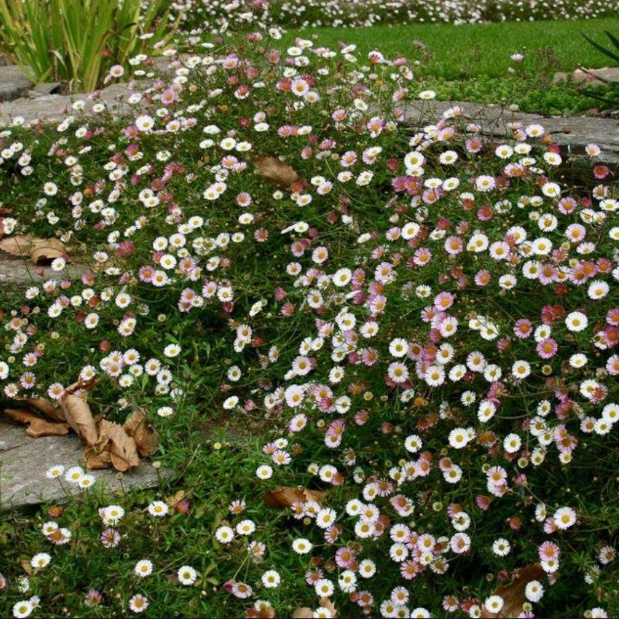 Erigeron karvinskianus