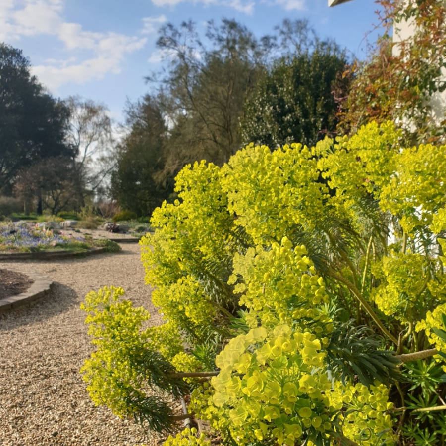 Euphorbia characias subsp. Wulfenii