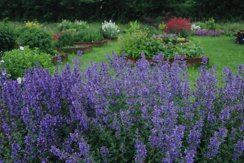 Nepeta