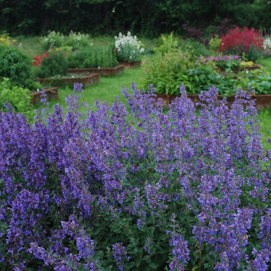 nepeta