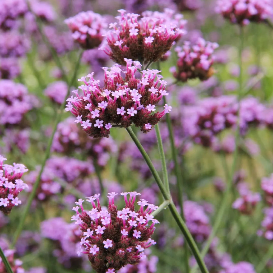 verbena bonariensis