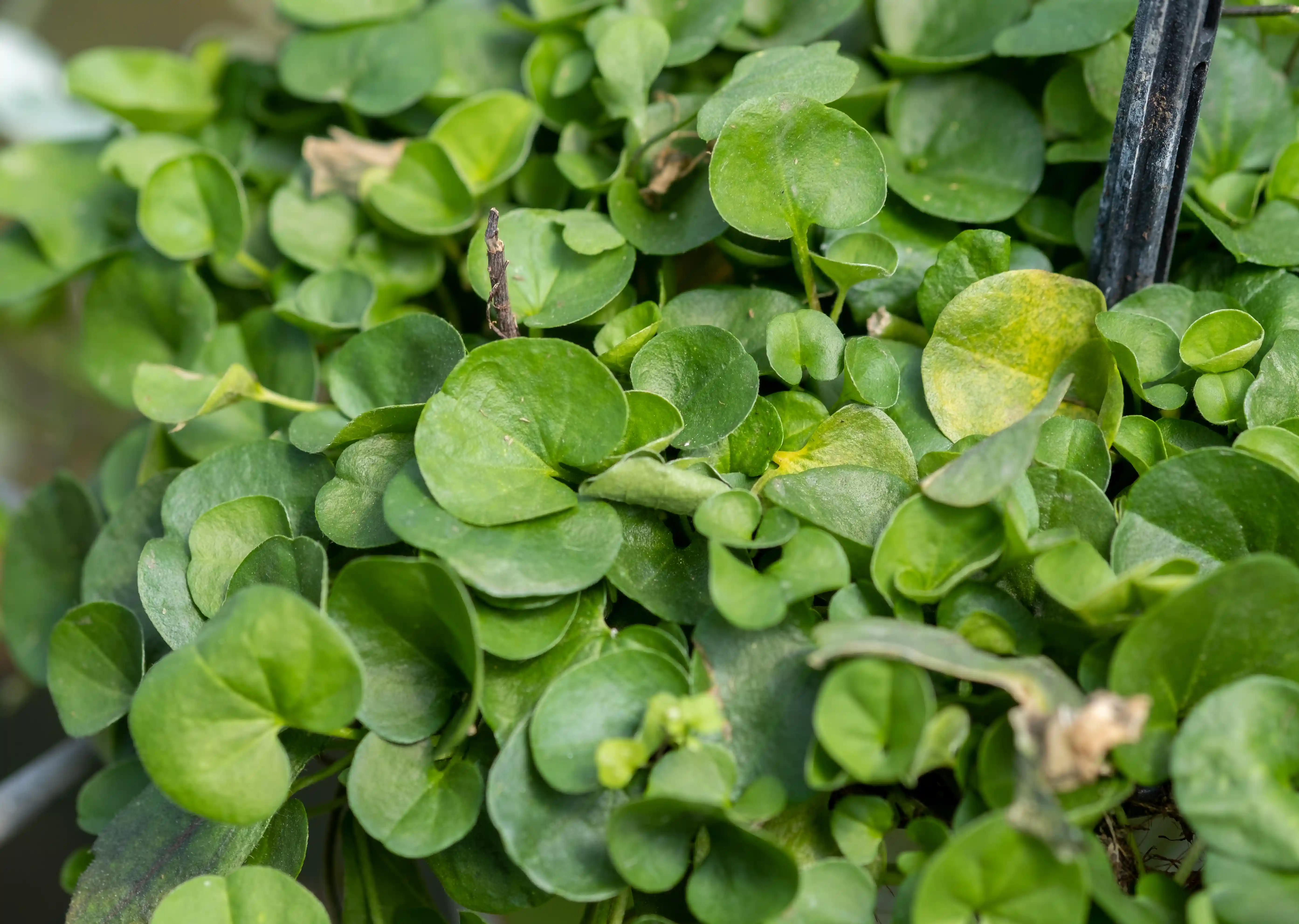 Potatura atroce in provincia di Piacenza