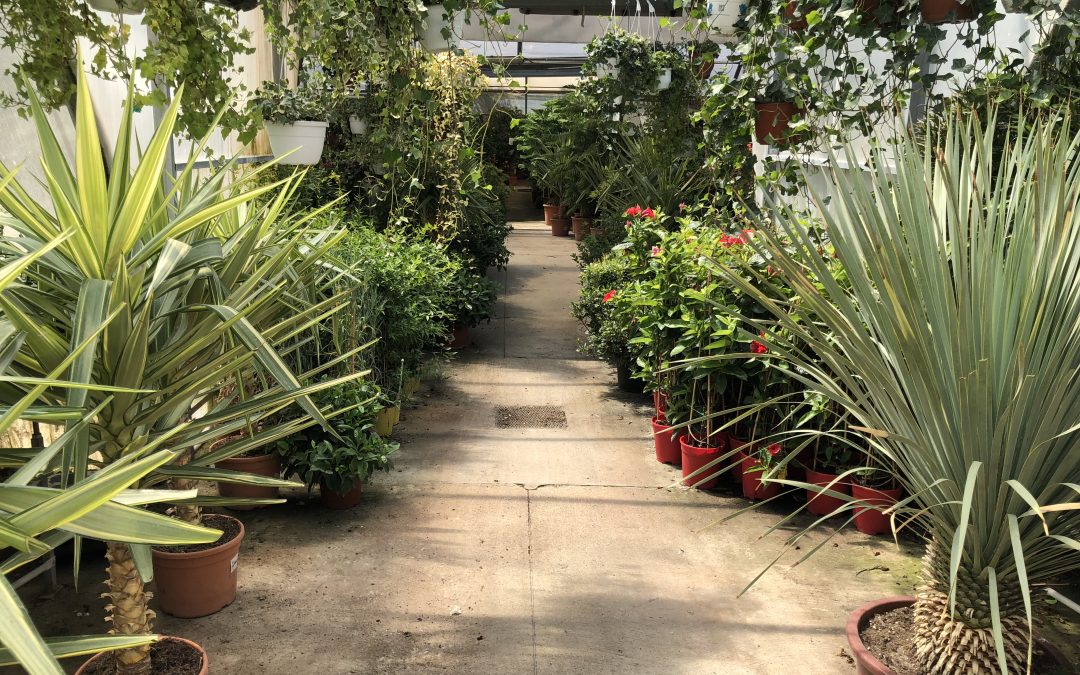 Come coltivare le piante a casa e farle rimanere belle come nel garden