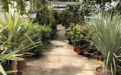 Come coltivare le piante a casa e farle rimanere belle come nel garden